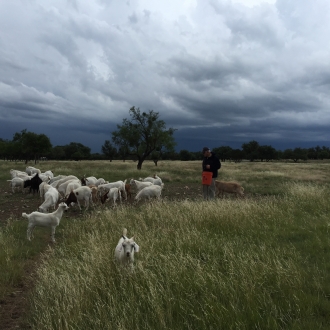 GoatsInStorm (8)